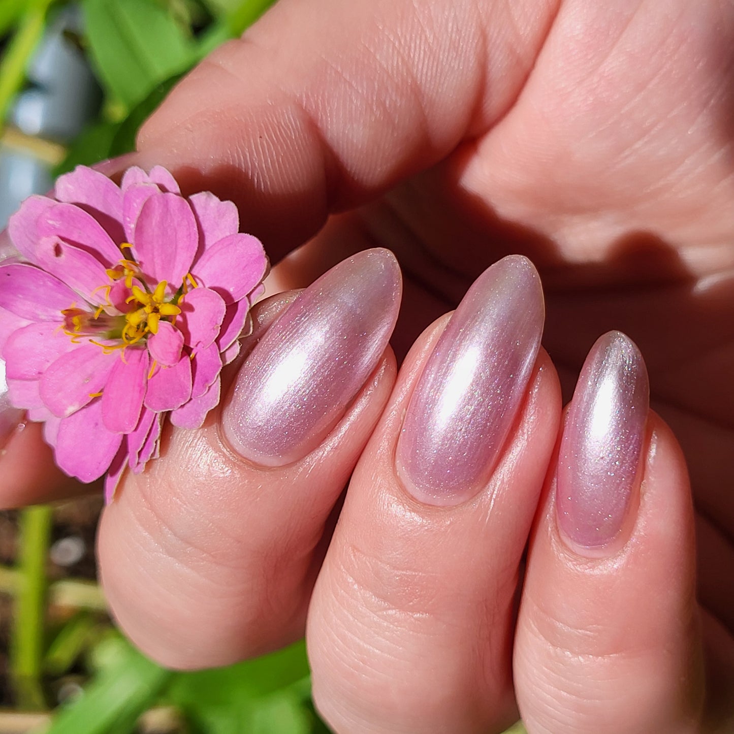 Sakura Blossom