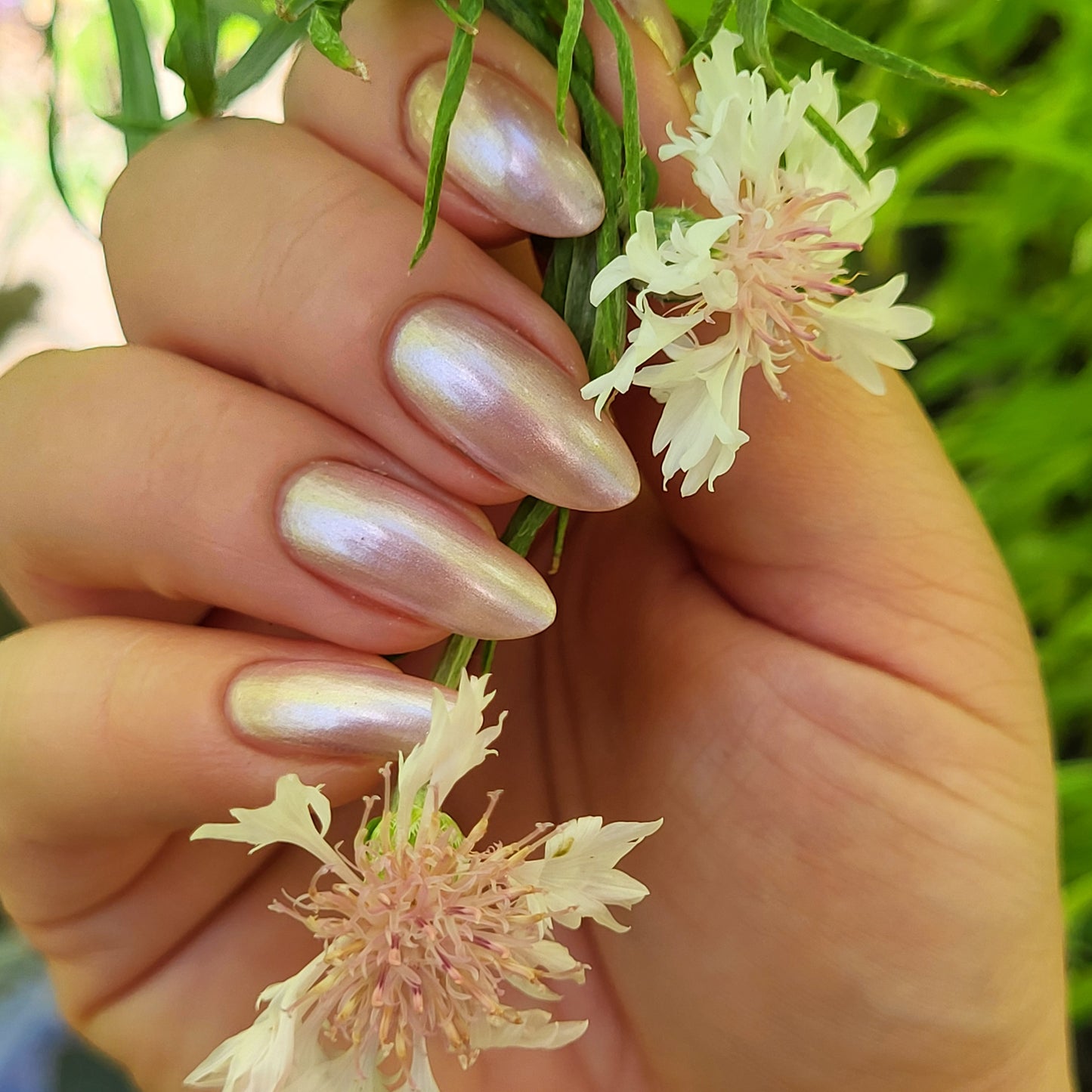 Sakura Blossom
