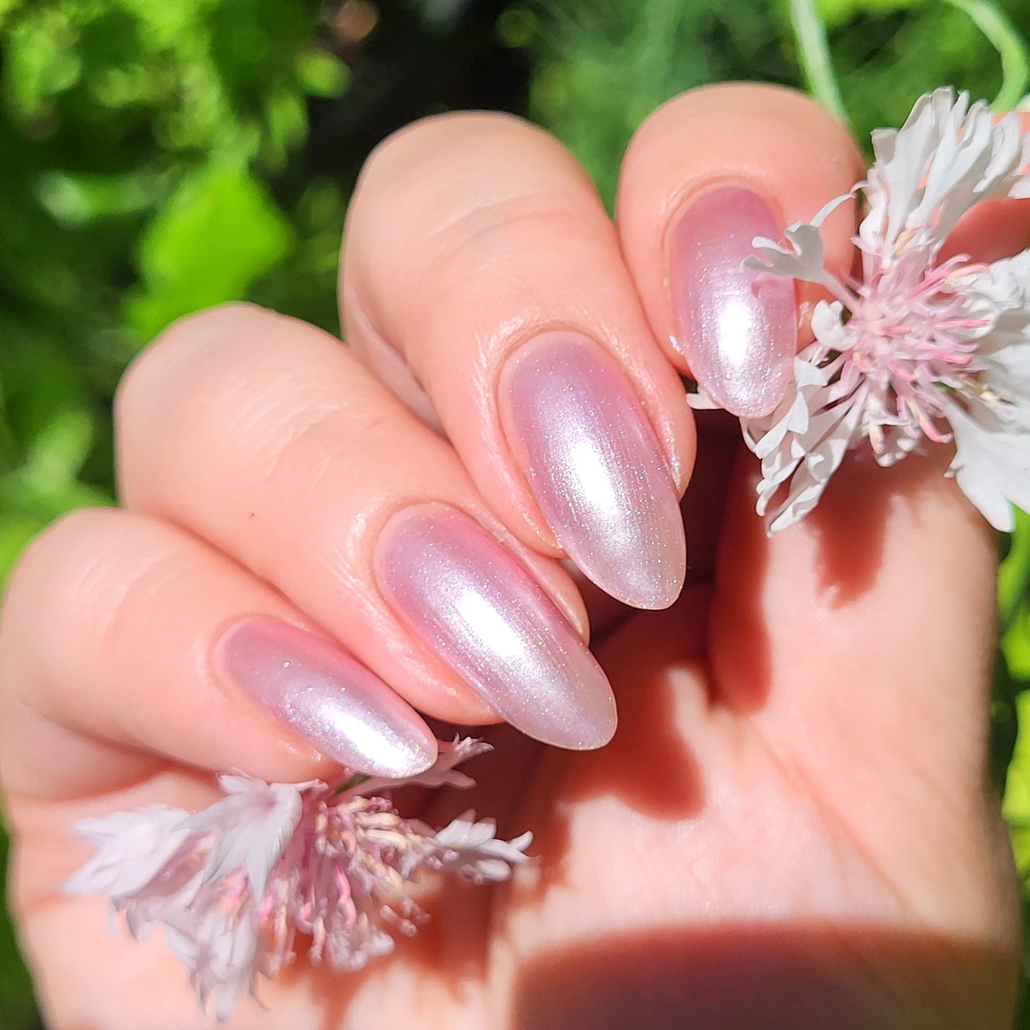 Sakura Blossom