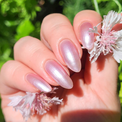 Sakura Blossom