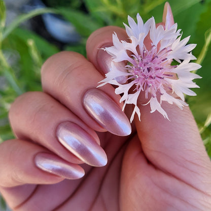 Sakura Blossom